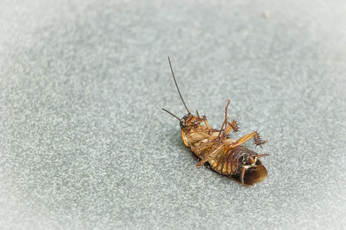Cockroach species identification - German, American, Oriental, Brownbanded