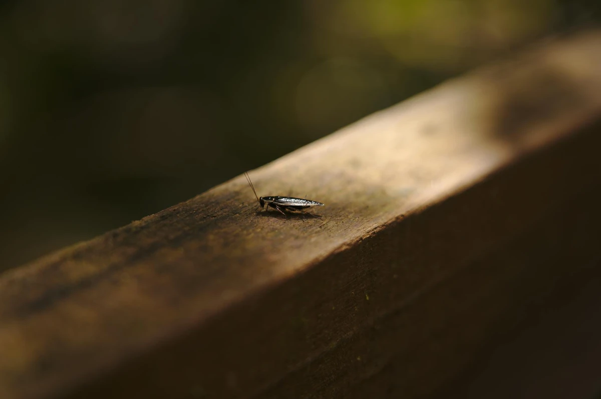 Signs of cockroach infestation - droppings, shed skins, and egg cases to look for