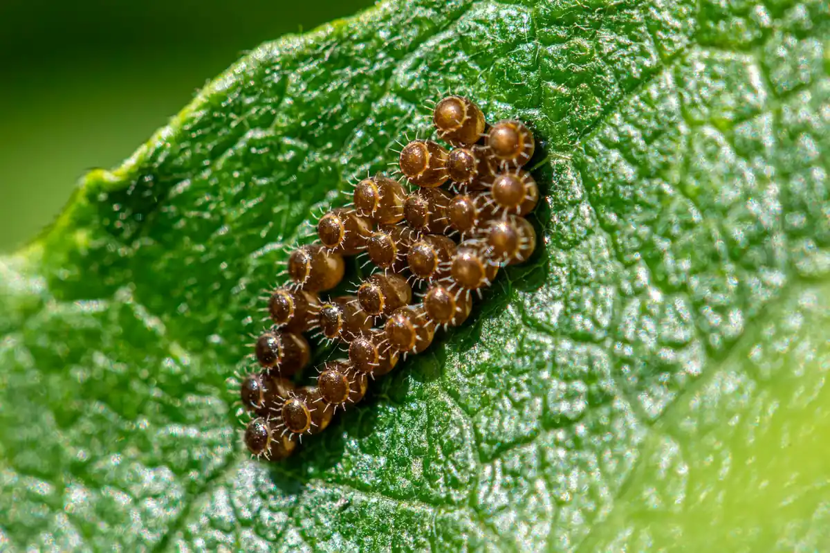 Cockroach reproduction - one female produces thousands of offspring in under a year
