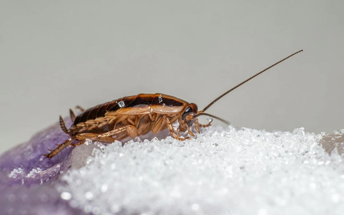 German cockroach - a single daytime sighting signals an established infestation